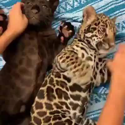 萌宠 撸大猫 宠物星人的世界的微博视频